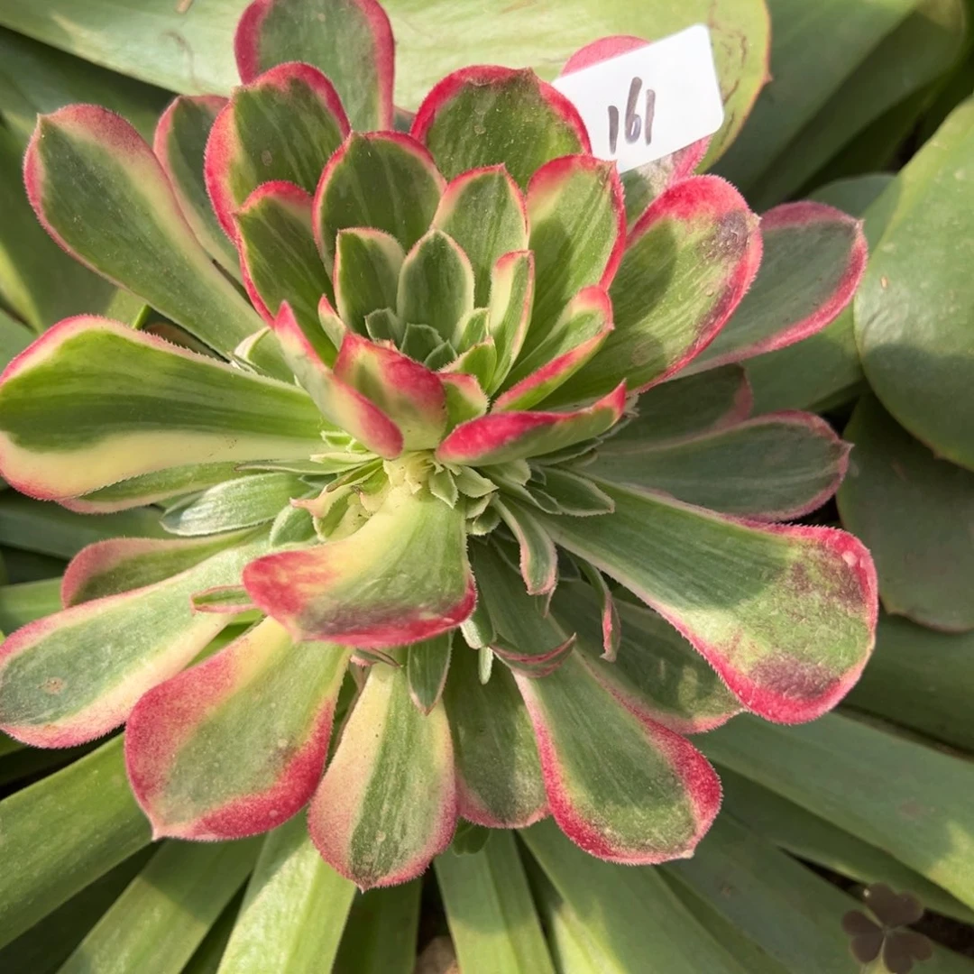 161粉玉芙绒多肉椅子