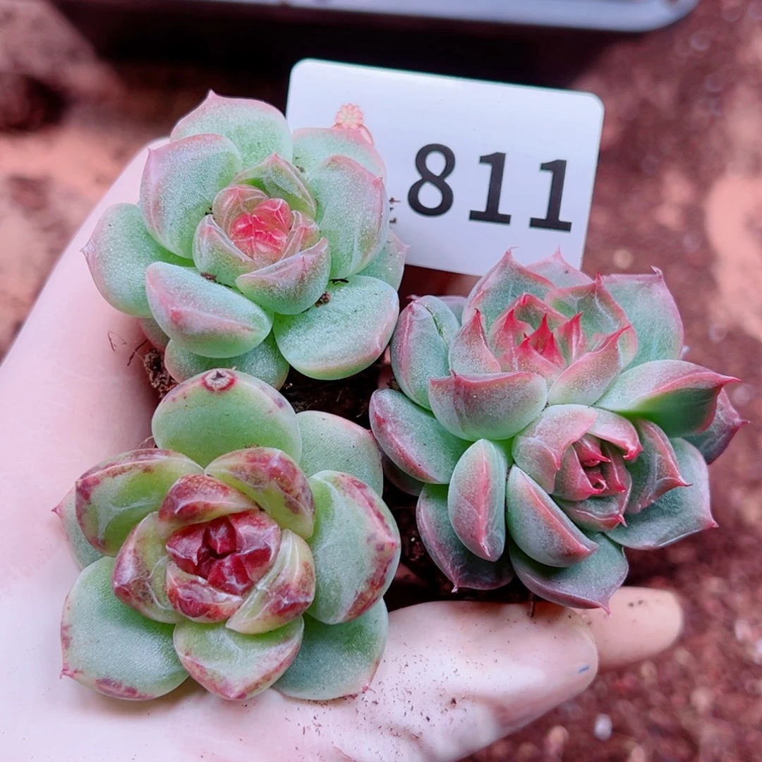 多肉植物多肉植物
