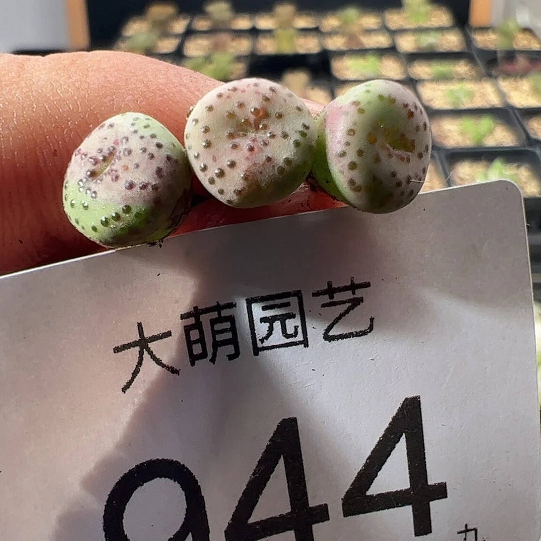 一物一拍匈牙利种源1452.64火龙果安贞944