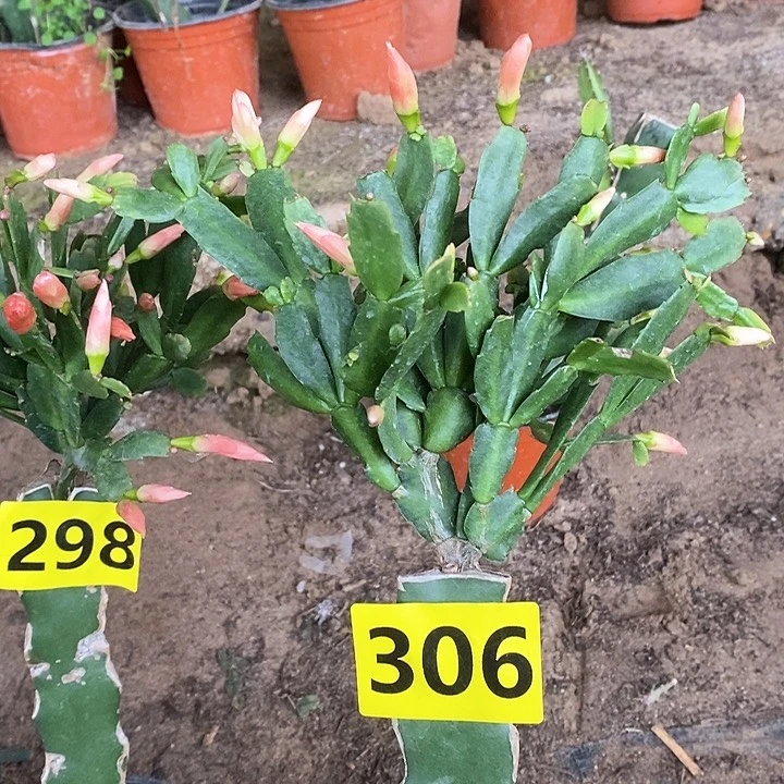 无花朵诺*红色单瓣/306号新疆不包邮