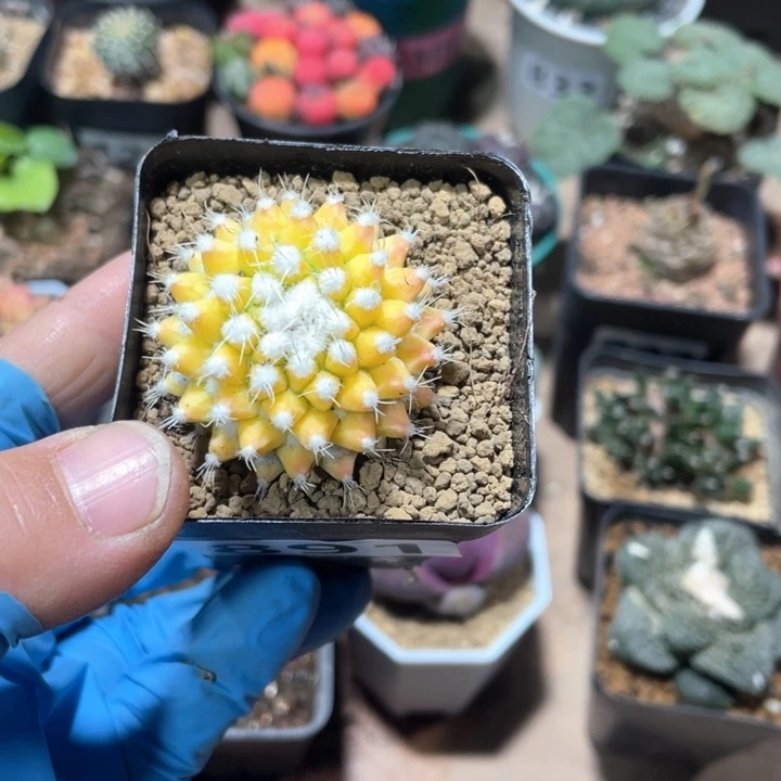 海**儿891菠萝锦仙人球