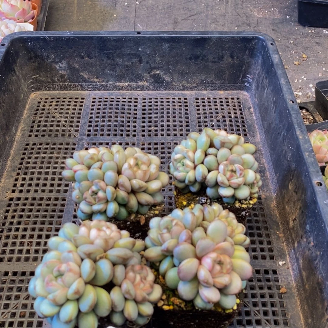 588多肉植物保护研究所所长助理