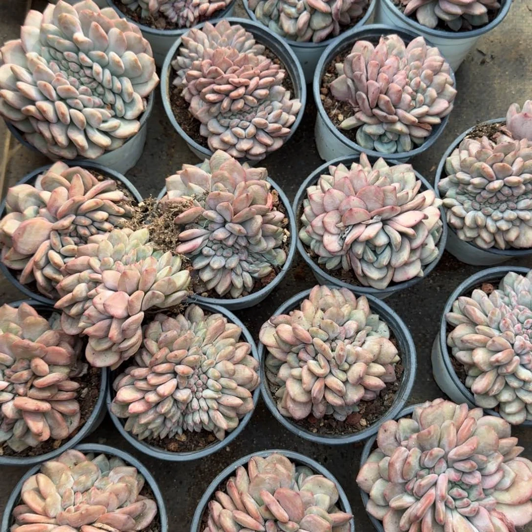 无花朵爱丽儿缀叶插7厘米