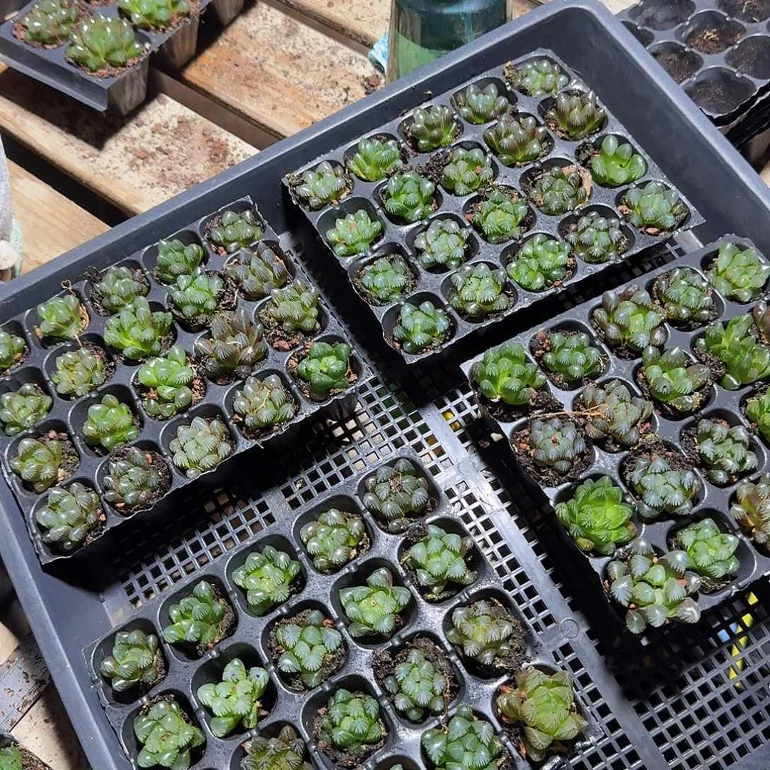 105孔玉露20颗不售后量拍