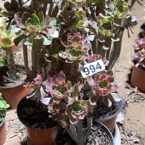 994三颗法师多肉植物