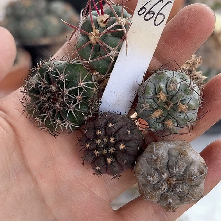 陈***姐仙人球 什锦 套餐 实生
