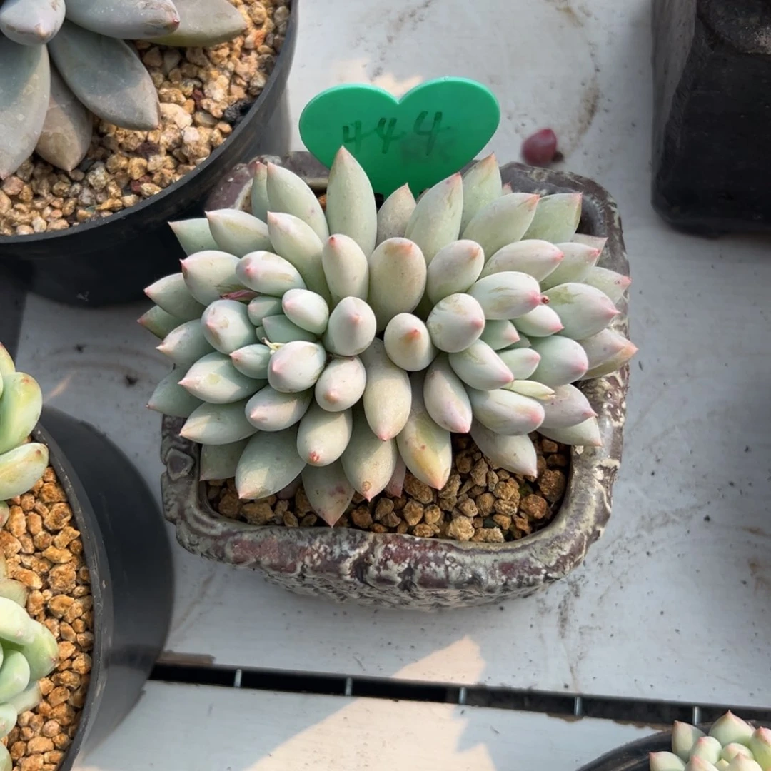 多肉植物一物一拍