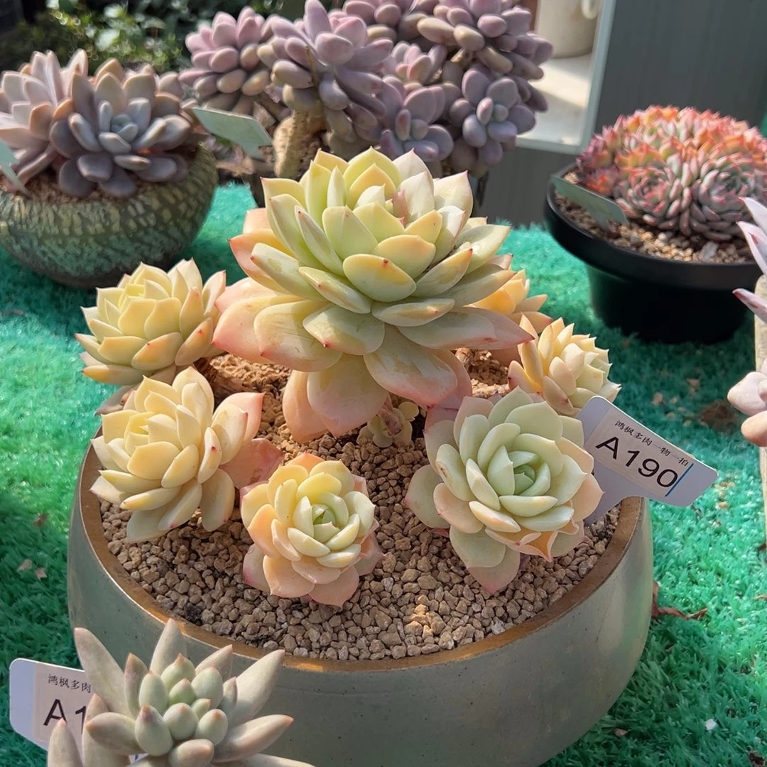 恋曲，，，，，，，，，，，，，，，，，，