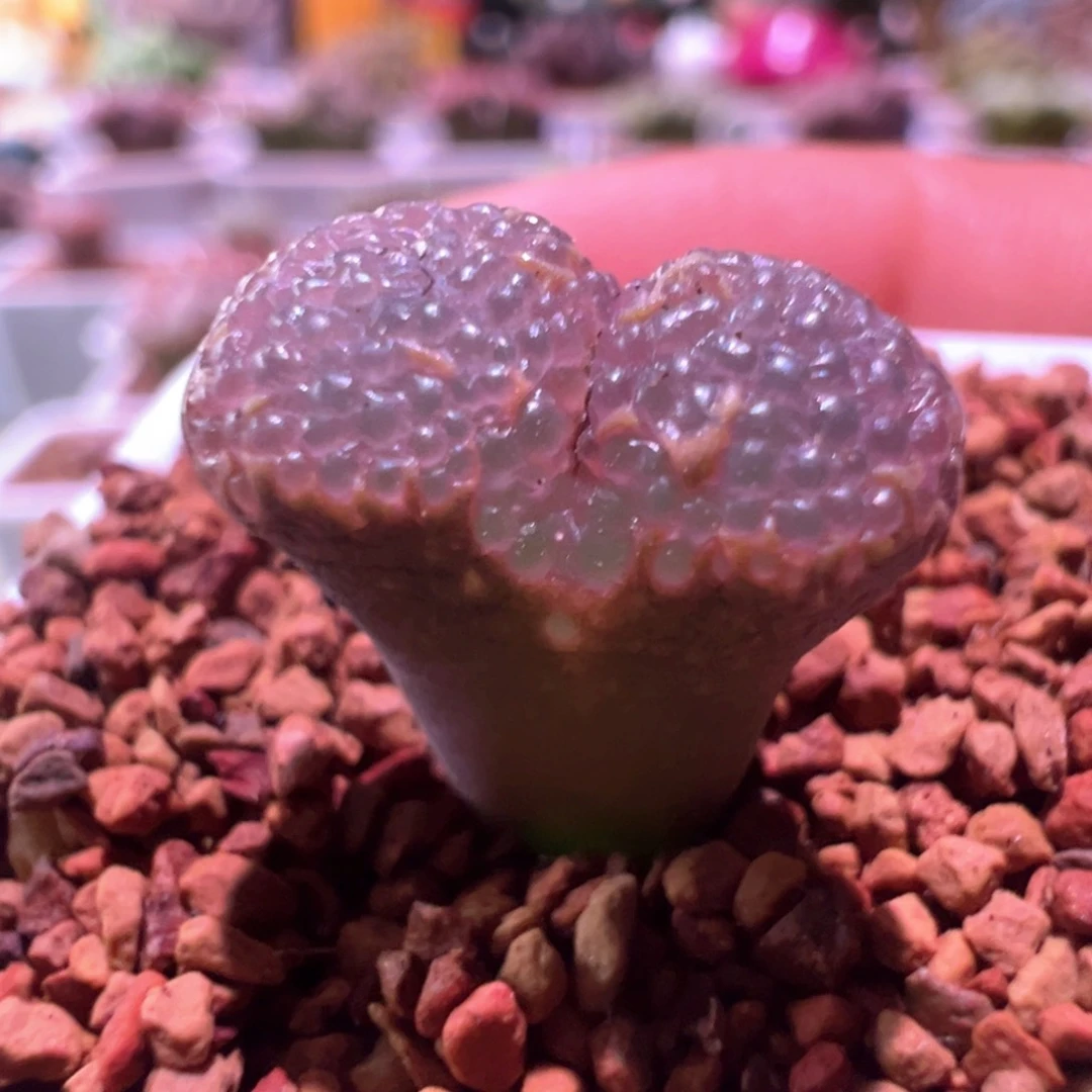 0550，东5km，单头1.4公分