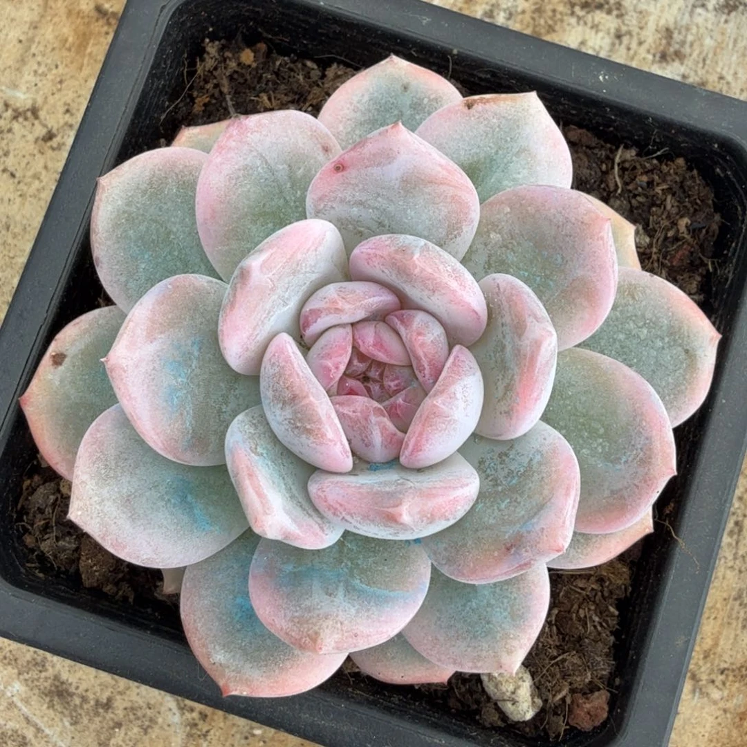 橙梦露锦腹轮锦一刻的