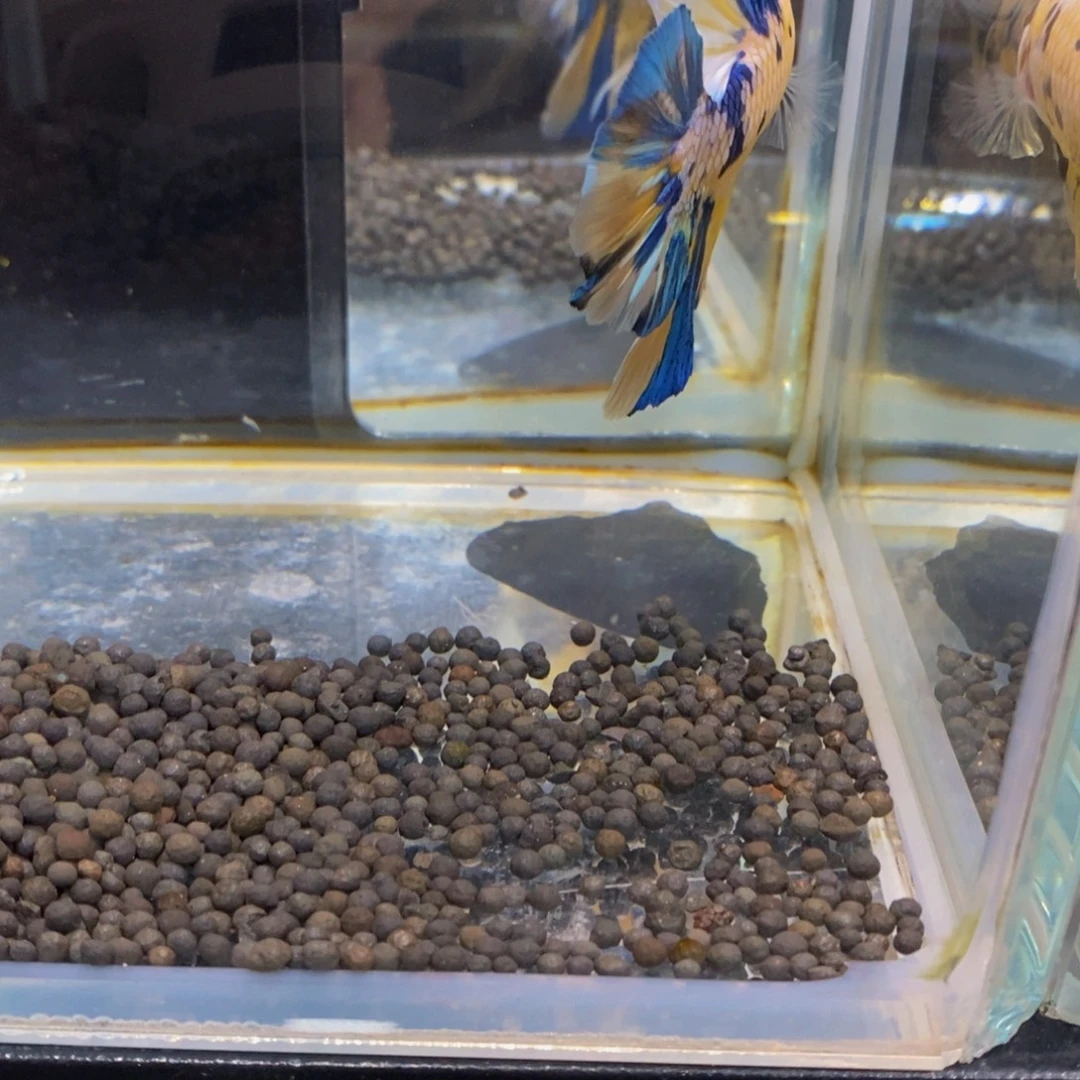 斗鱼317巨斗之星1星11