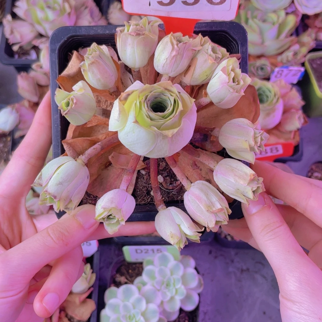 单品一物一拍996号