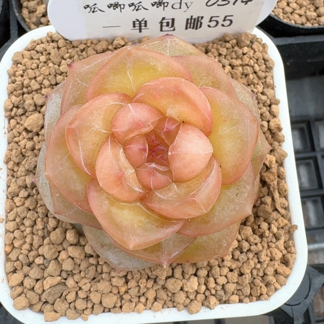 0314-055-蟠桃单头