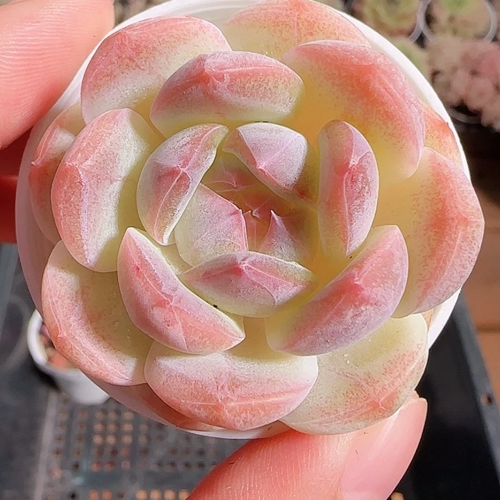 1117-------95白桃汽水