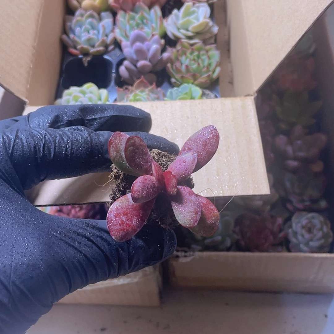 【闪购商品】18颗紫蝶约3-4厘米