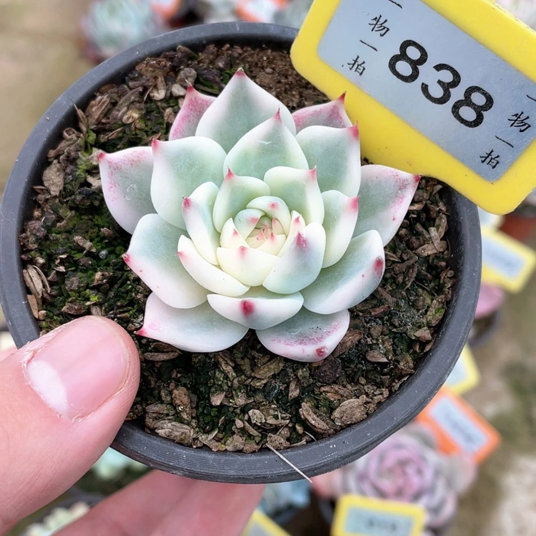 【闪购商品】838号