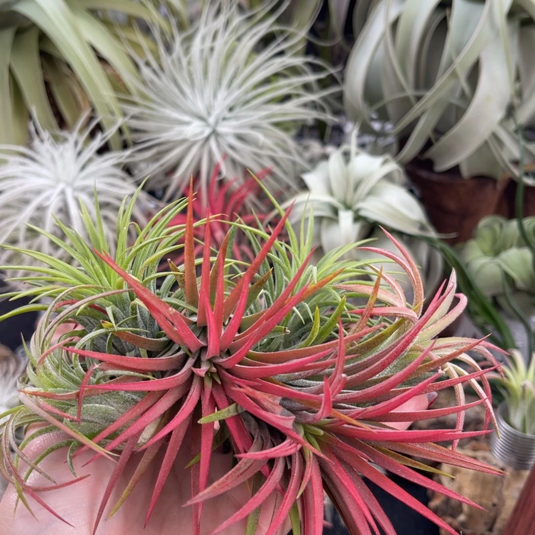 当前无花栽培后可以开花