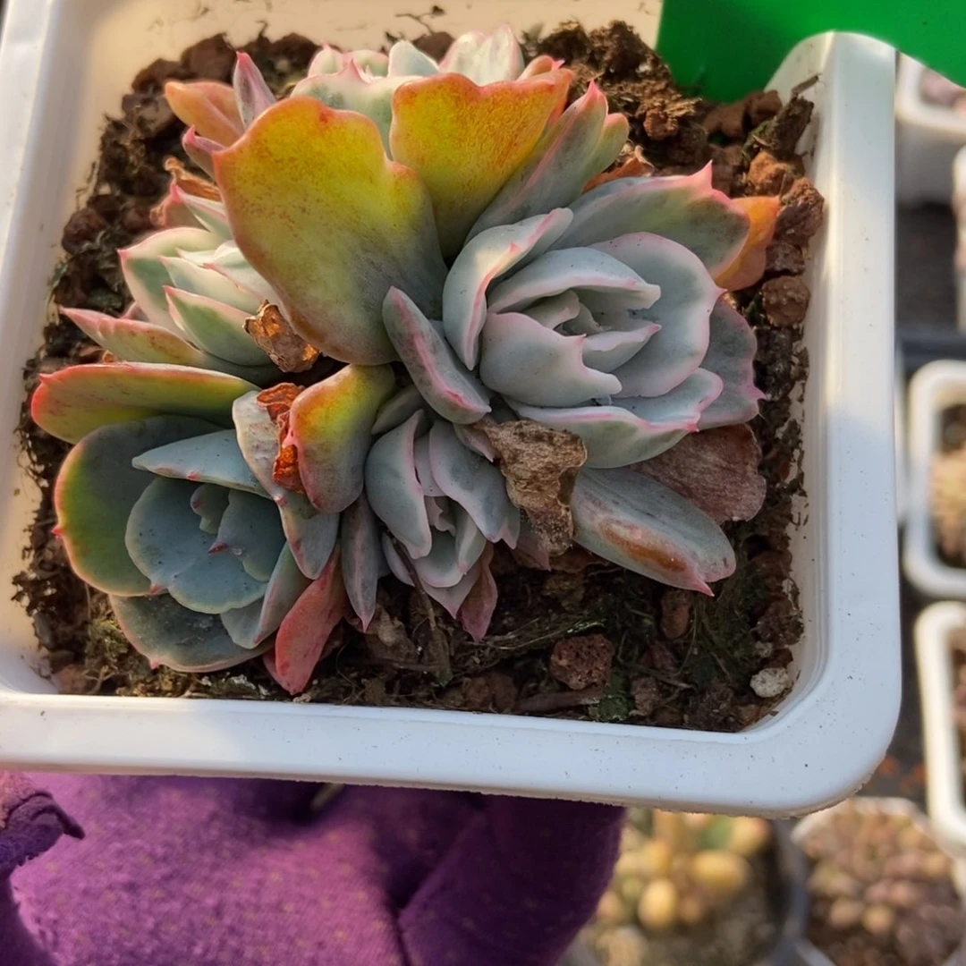 872伯克利锦多肉植物保护