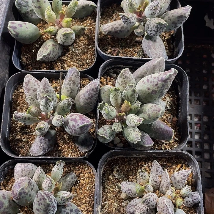 大海豹带盆土发货