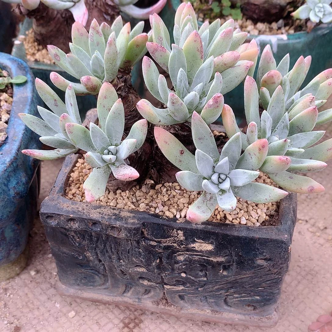 140海瑟沃枯提仙女杯多肉