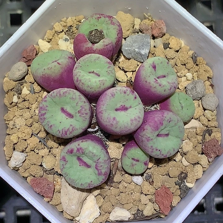 精品多肉植物ts427