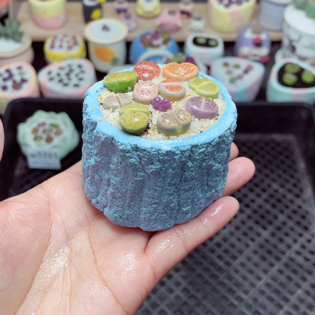 w5766 -零下地区拍保温箱-15支持寄养