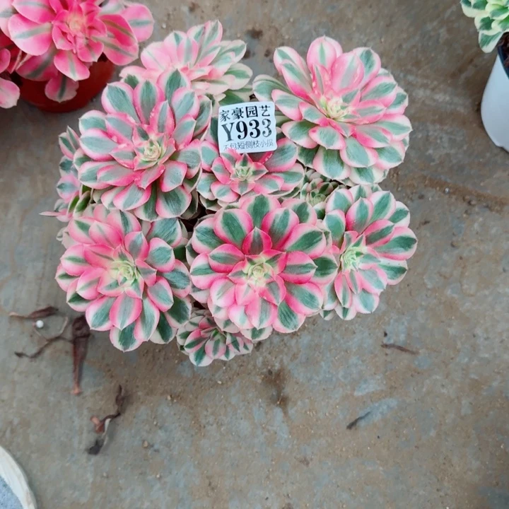 933倾城官服25左右2