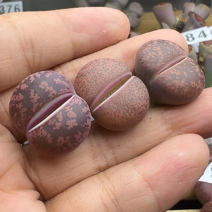 419下播福利炸111111