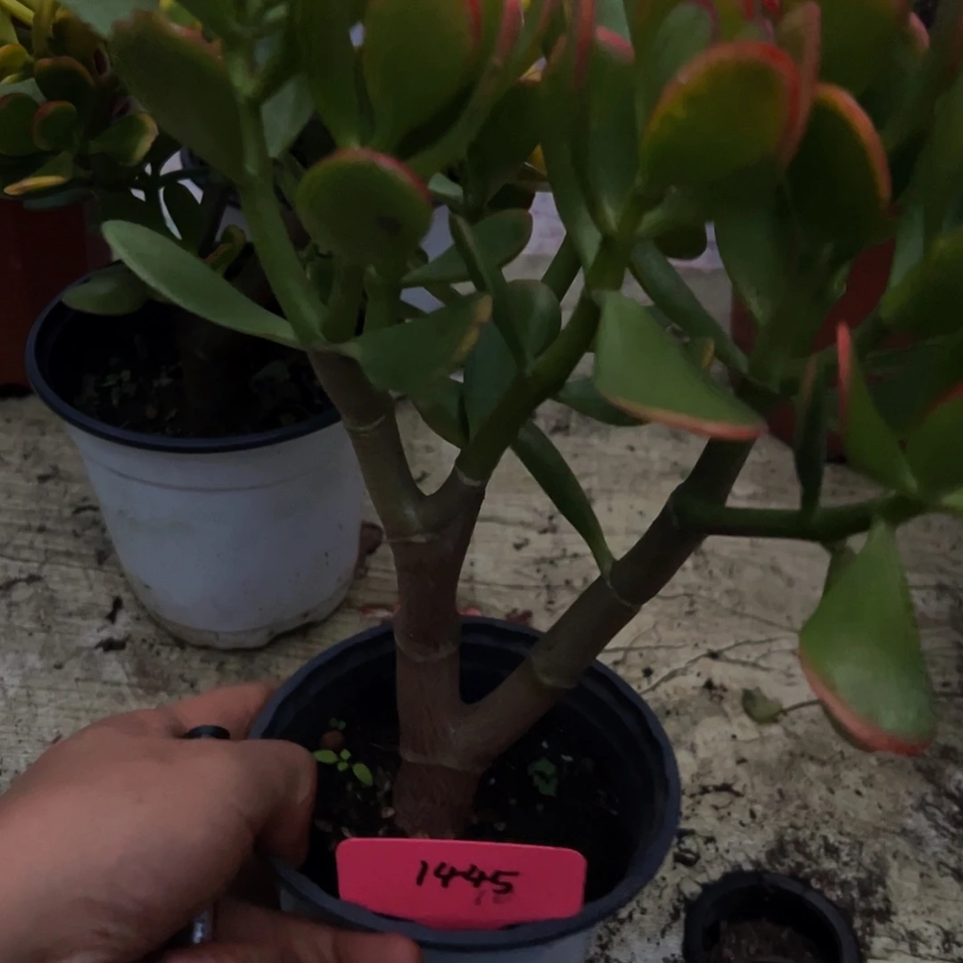 黄金花月带盆发货1445