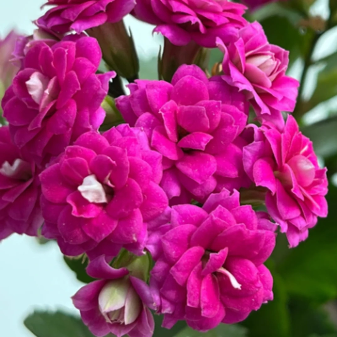 『紫巴黎』长寿花（花苞发货）