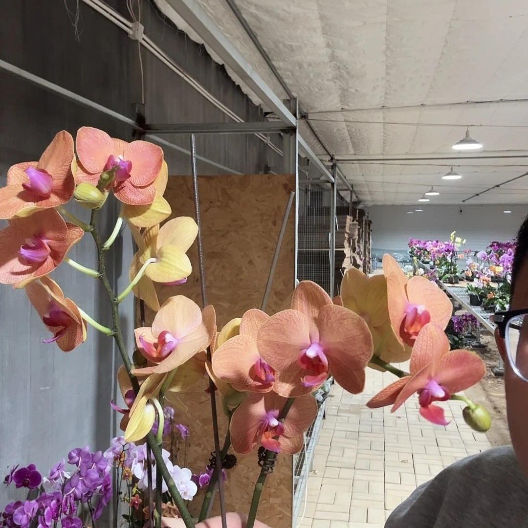 完全开放圣马利诺两颗3.5