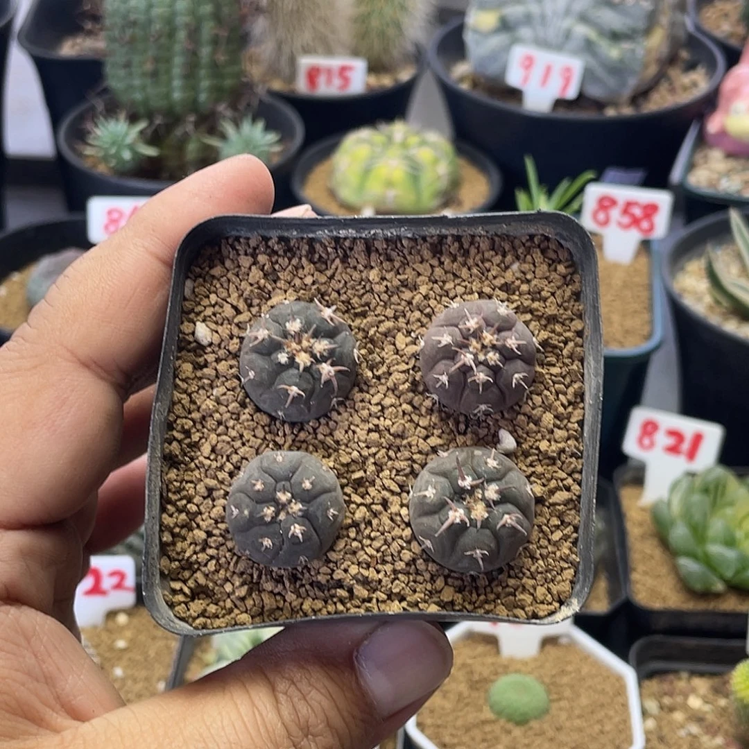实生九刺天平小猫爪 4颗
