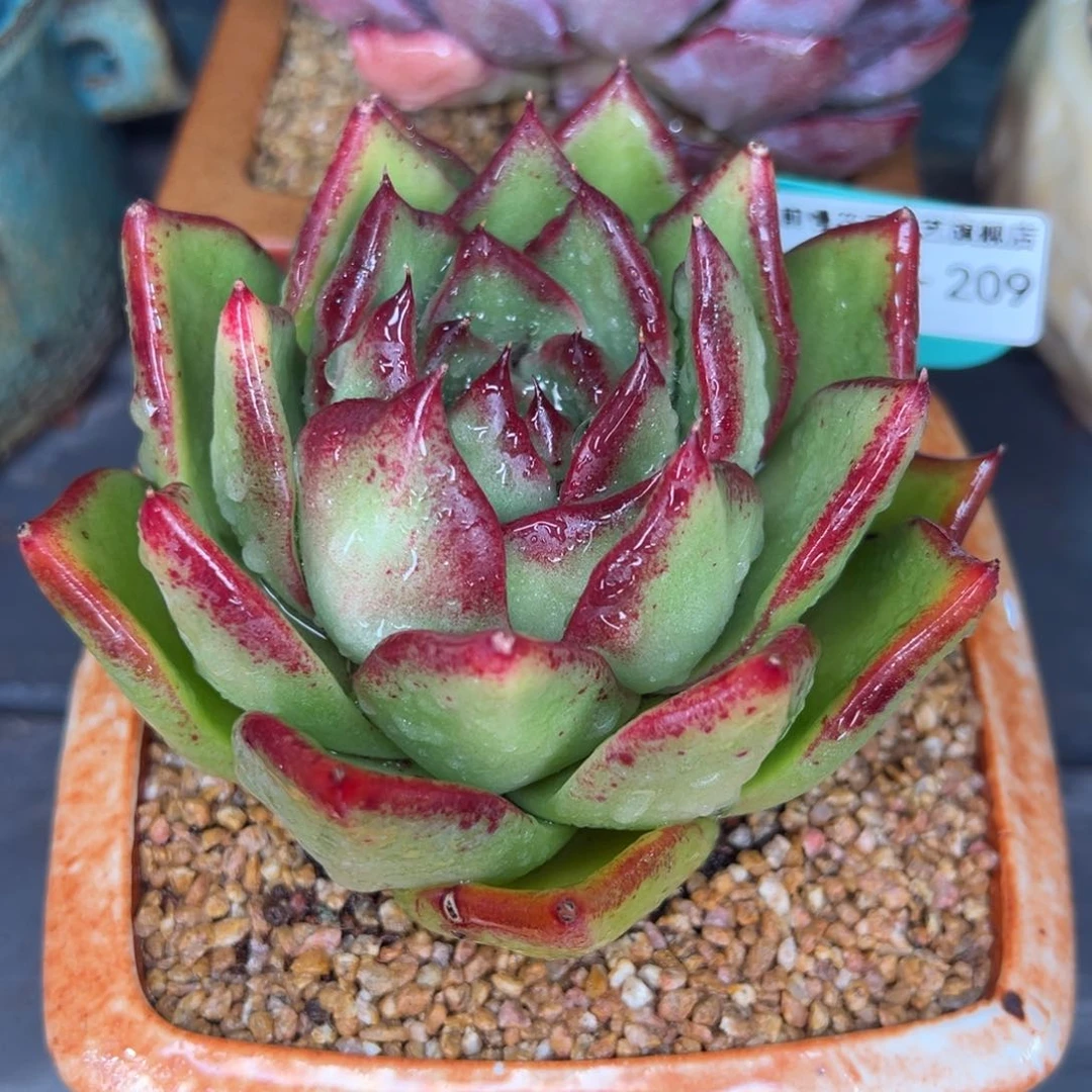 从前慢多肉精选编号0213.209