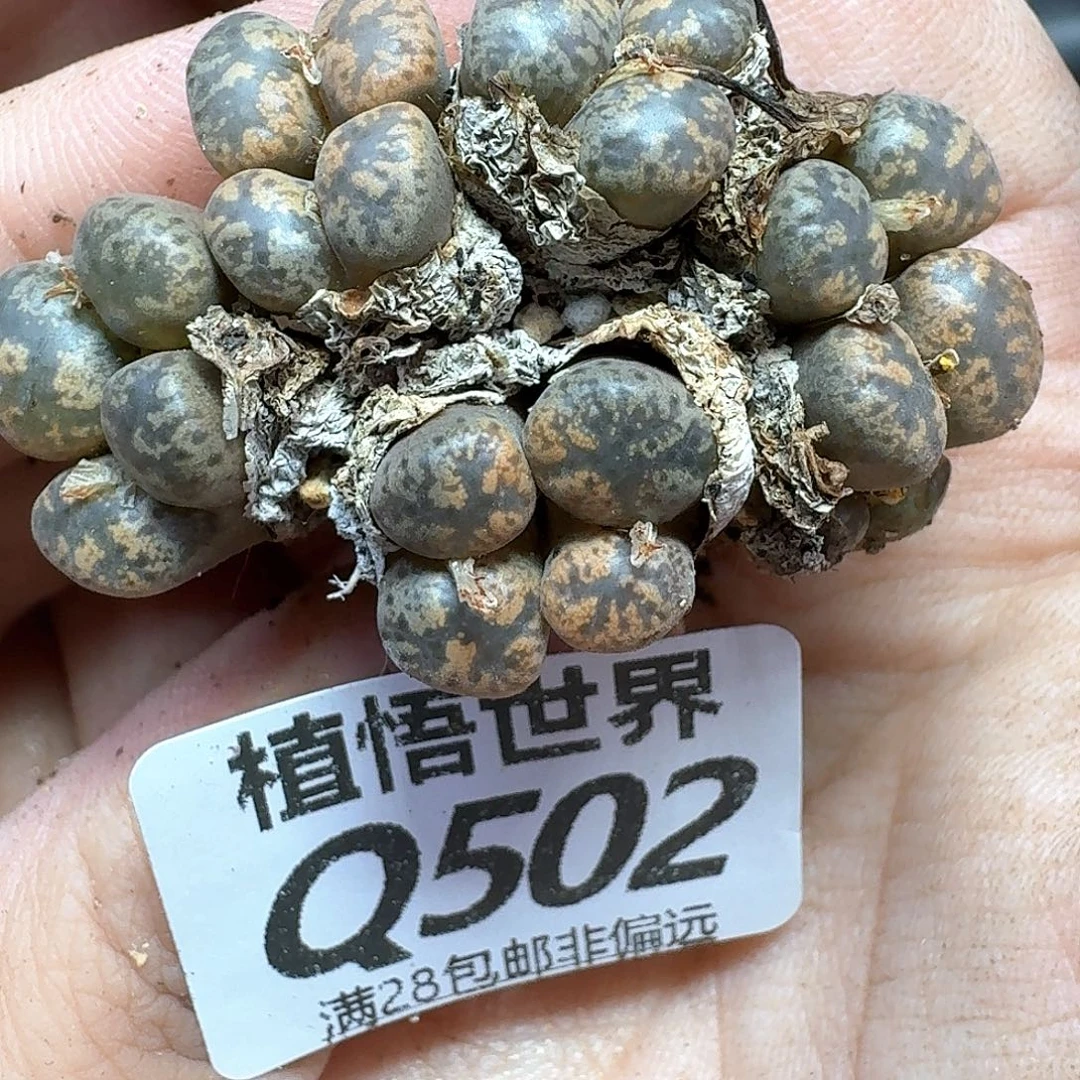 多肉植物的润泽吃