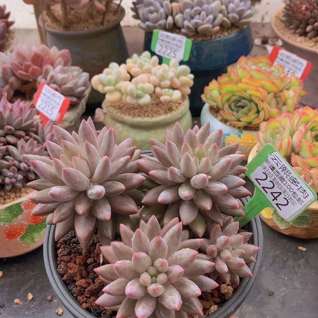 2242红蜻蜓多肉植物
