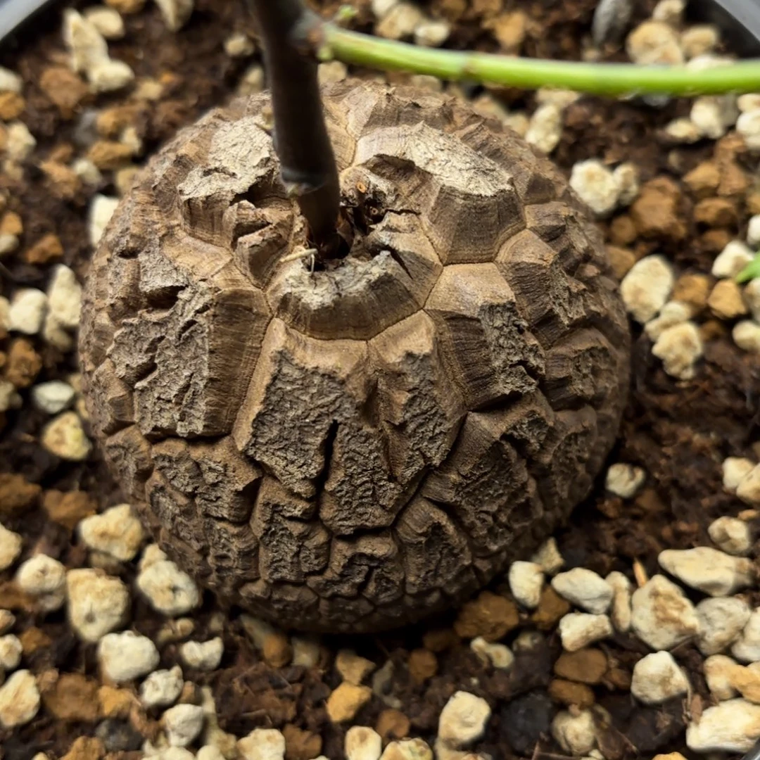 807龟甲龙不退不换