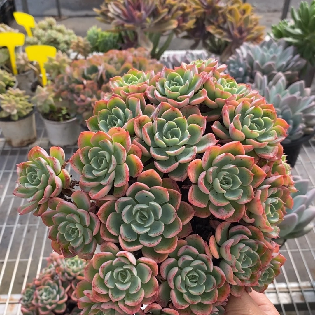 6622雨滴超多头一物一拍