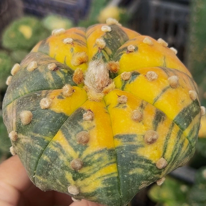 无花朵散班海星兜锦748