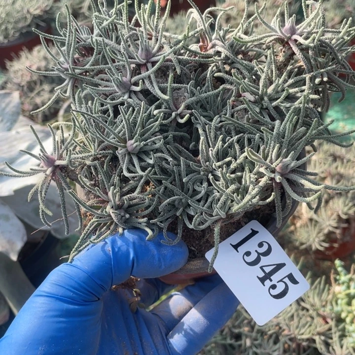 345号天赐多肉植物老庄