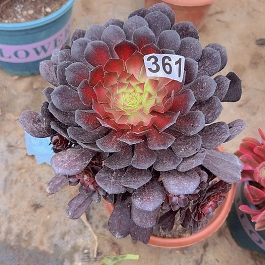 黎****）一颗多肉法师希腊