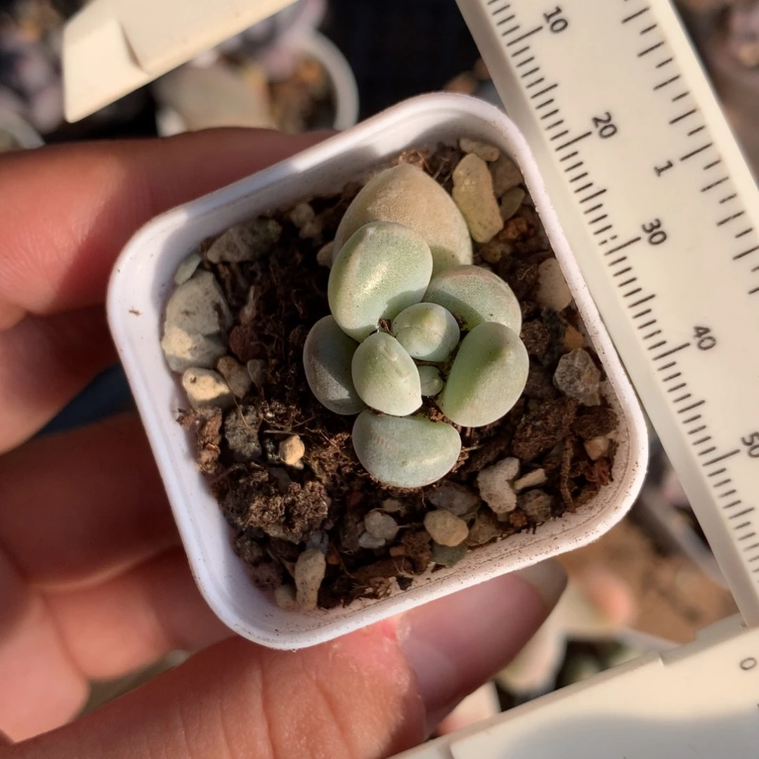 奶油尖尖奶酪多头植物