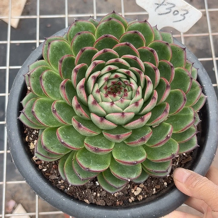 两单包邮，一物一拍303月亮石