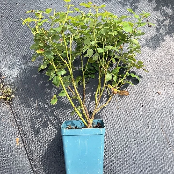 玫瑰半岛索菲罗莎1.5