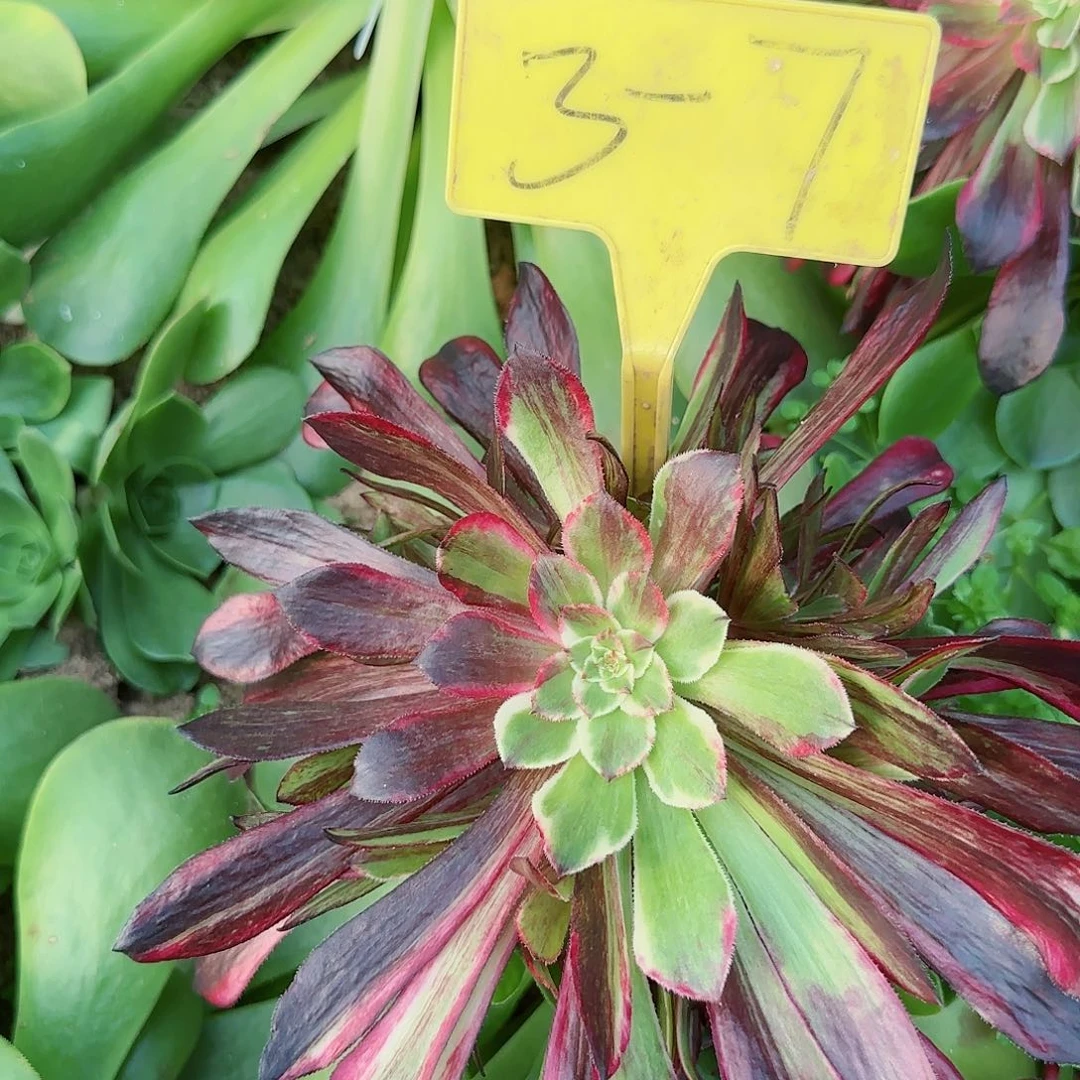 3-7--同花顺多头多肉