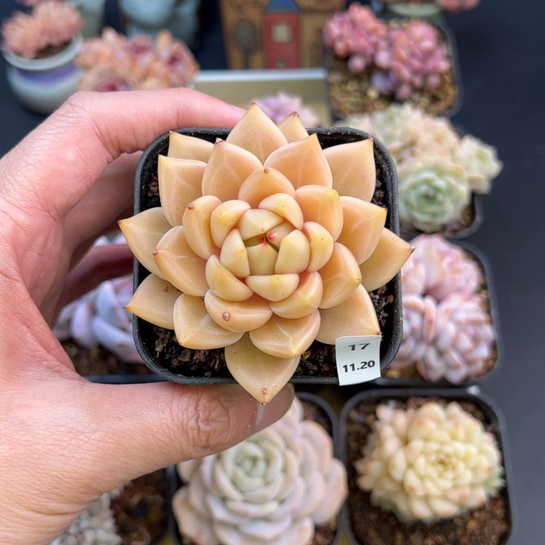 珍妮17、哈哈哈哈哈