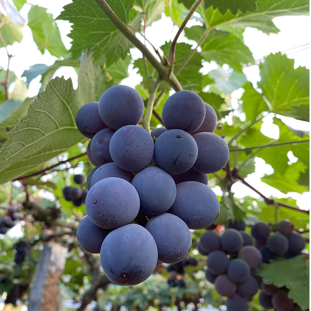 衡阳本地 高碧巨峰优果葡萄 新鲜现摘现发［顺丰包邮］