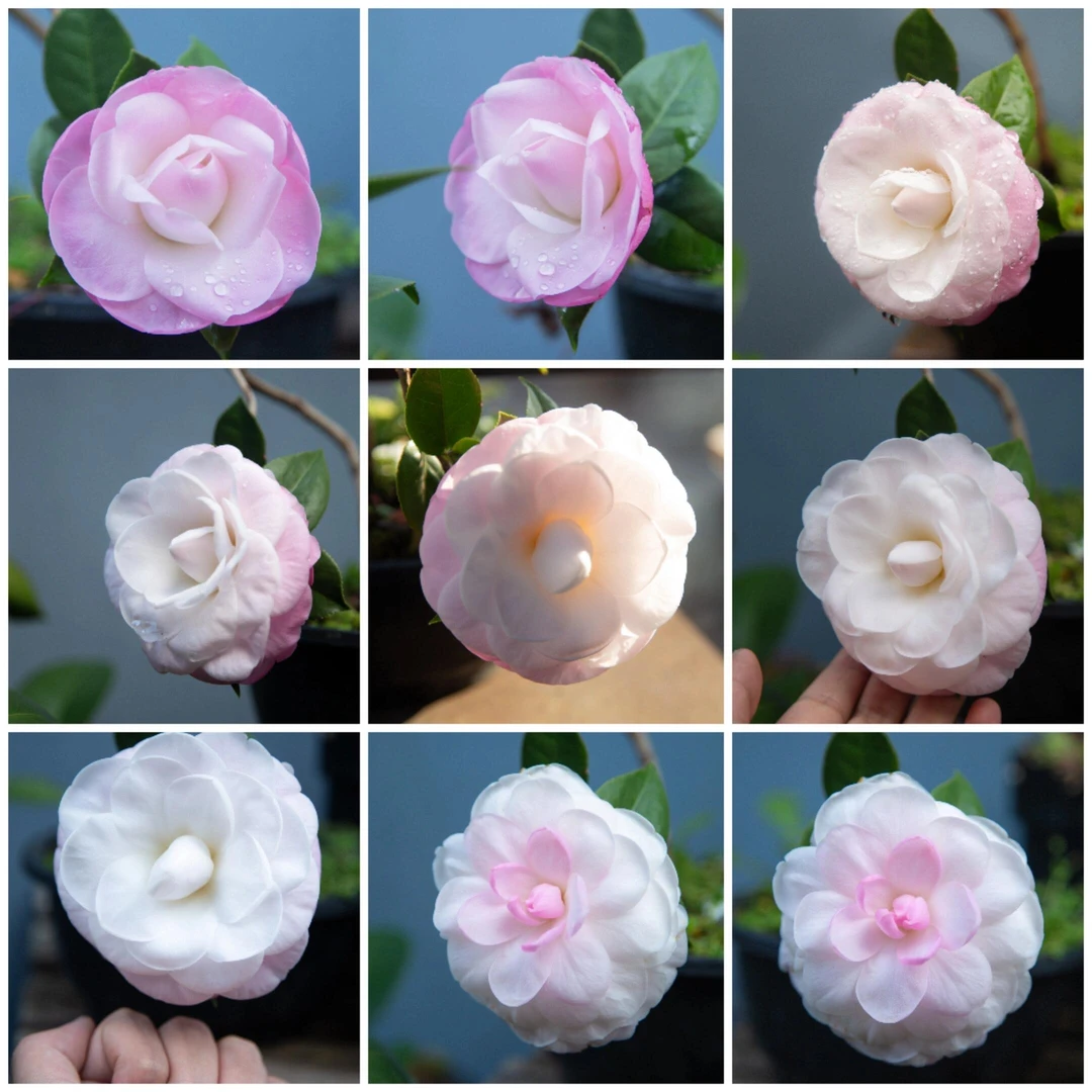 【飘柔】正品山茶花树苗花卉盆栽名贵品种带花苞绿植好养活植物阳台