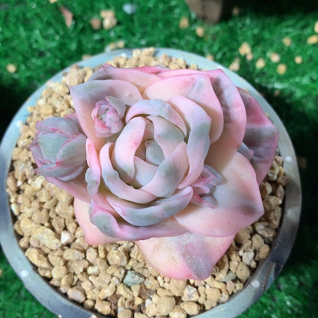可爱玫瑰彩锦8 公分一物一拍