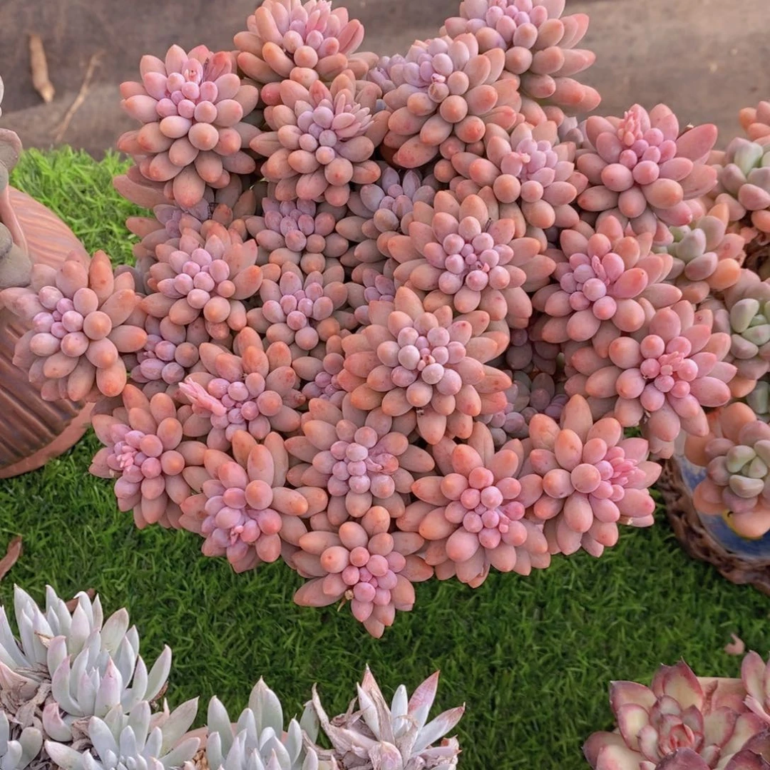 婴儿手指 一物一拍