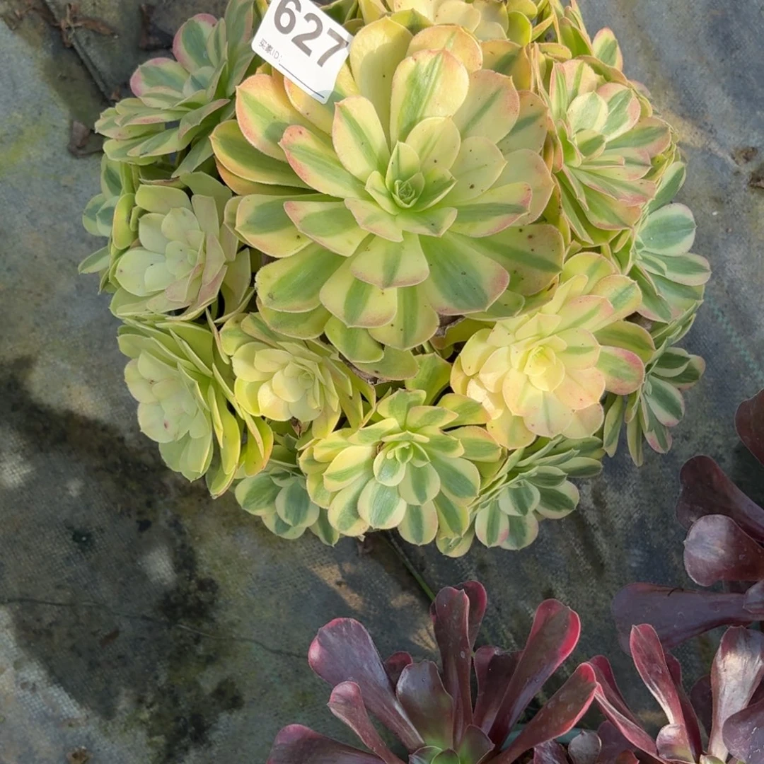 627雨河多肉植物发货